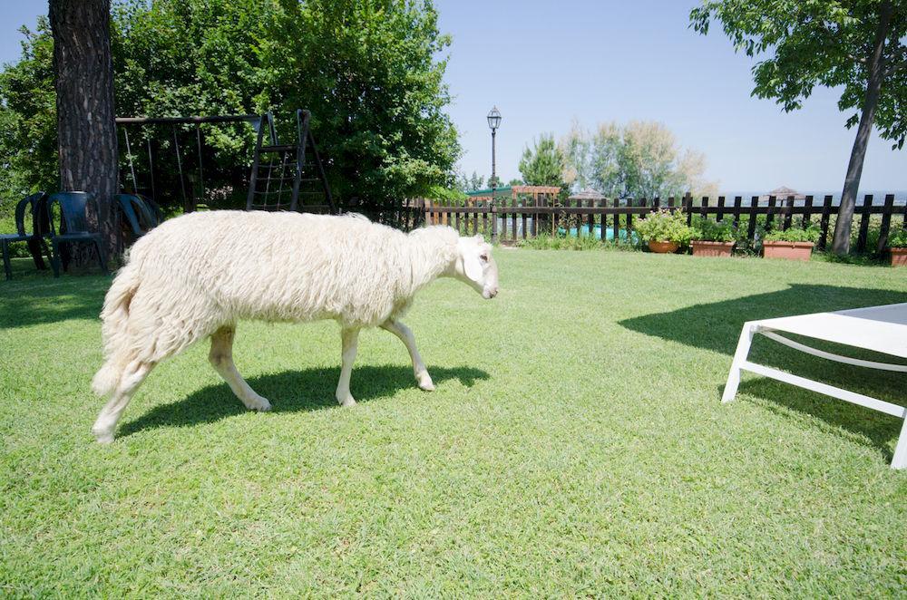 Agriturismo Ca'De'Gatti Faenza Kültér fotó
